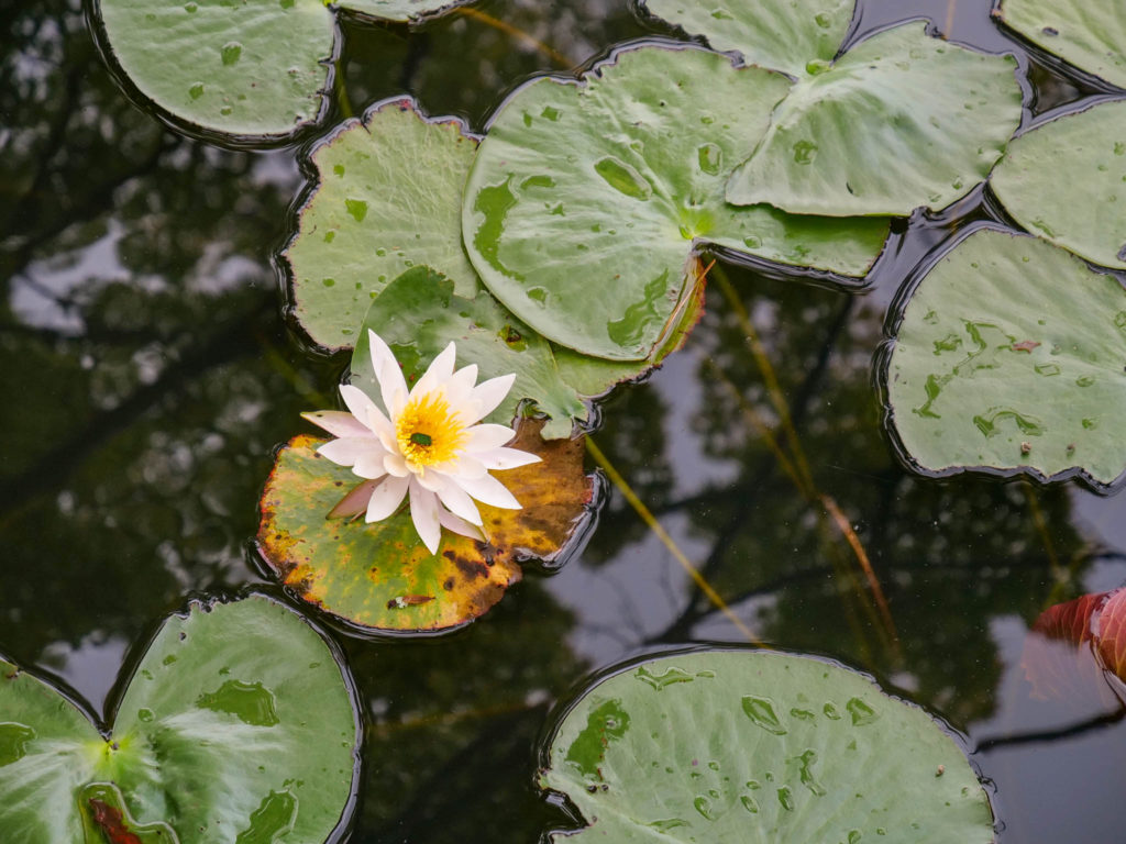 蓮の花