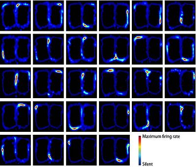 図10.場所細胞の発火の様子（‶場所細胞″ 日本神経科学学会. 最終更新2014.10.08.