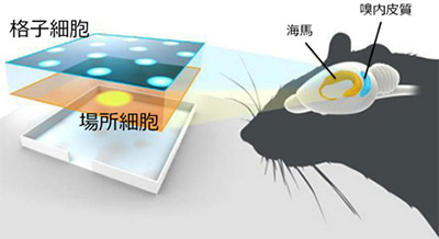 図11.場所細胞と格子細胞 ‶Place cell(場所細胞)とGrid cell(格子細胞)-2014年ノーベル生理学・医学賞を解説する″ 理化学研究所.