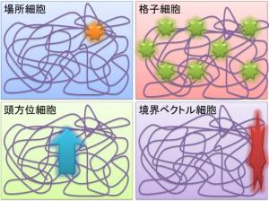 図13 空間認知のための細胞の数々〝脳の中で、自分が今どこにいるのかを把握し 海馬でマップを作成する複数の空間把握細胞の発見″