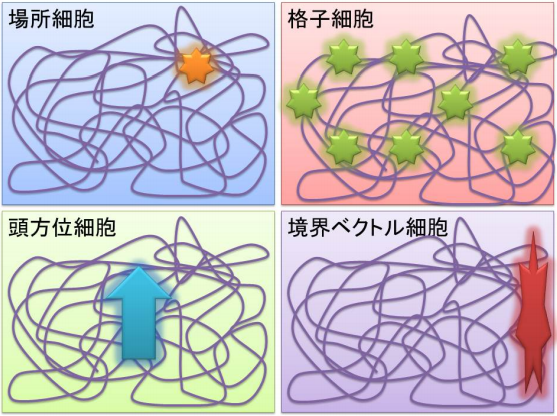 図13.空間認知のための細胞の数々〝脳の中で、自分が今どこにいるのかを把握し 海馬でマップを作成する複数の空間把握細胞の発見″